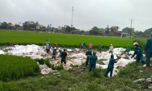 Hàng chục người giải cứu 25 tấn dưa hấu tắm bùn dưới ruộng